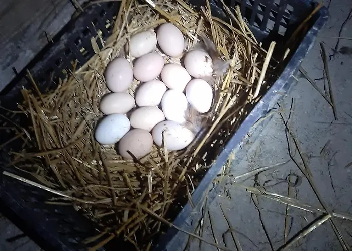 Casa Ilaria Apartment Diano Marina